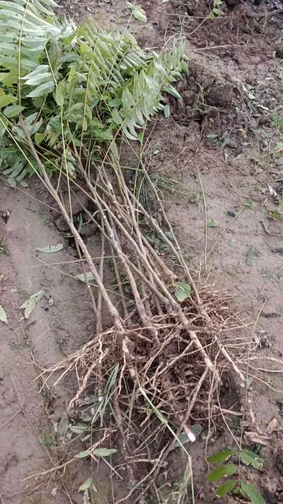 出售臭椿苗，巨峰葡萄苗。药用连翘苗，科研五号优质种苗，2/5年苗，药用连翘树，挂果树，全国包邮到家！财富密码18534302961