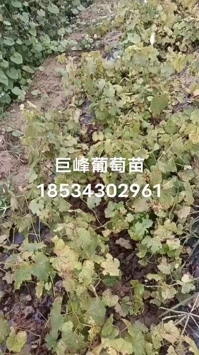 出售早熟巨峰葡萄苗。药用连翘苗，科研五号优质种苗，2/5年苗，药用连翘树，挂果树，全国包邮到家！财富密码18534302961