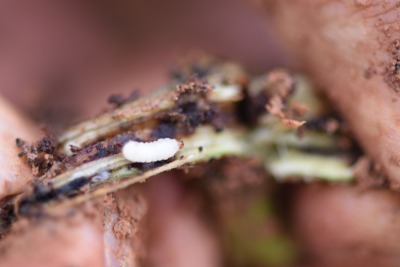 冬季甘薯采收后的田间管理&mdash;&mdash;清洁田园与土壤消毒