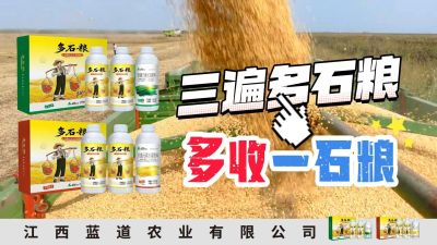 冬季种植，油菜，小麦，草莓等作物的，出现了除草剂药害，黄叶，僵苗，苗不长等问题，马上用多石粮，确保5天见到效果。