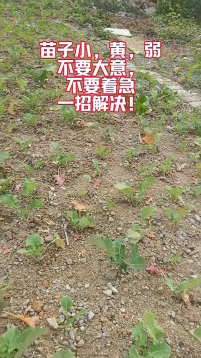 油菜苗子弱苗子小，就用多石粮，5天见效果。