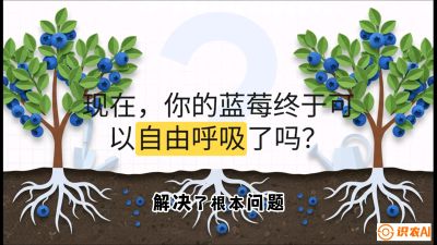 第3节：别把树&ldquo;憋死&rdquo;&mdash;&mdash;正确的定植与换盆手法,   课程：《蓝莓&ldquo;高产&rdquo;实战课：从选苗到丰收的10个关键点》