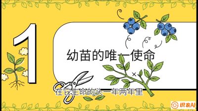 第6节：修剪决定产量（上）&mdash;&mdash;幼苗期与生长期修剪， 课程：《蓝莓&ldquo;高产&rdquo;实战课：从选苗到丰收的10个关键点》