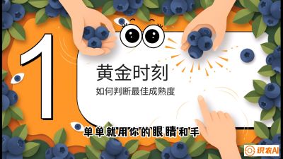 第10节：完美的&ldquo;果粉&rdquo;&mdash;&mdash;采摘时机与保鲜， 课程：《蓝莓&ldquo;高产&rdquo;实战课：从选苗到丰收的10个关键点》