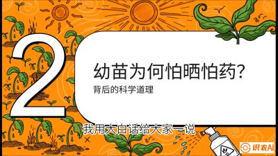 第02节：幼树管理&mdash;&mdash;&ldquo;防晒又防草，树势起得早&rdquo;，课程：《槟榔种植：从不懂到精通的10堂必修课》