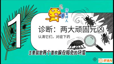 第06节：顽固虫害防治&mdash;&mdash;&ldquo;钻心虫与红蜘蛛，打准时间才服输&rdquo;《槟榔种植：从不懂到精通的10堂必修课》