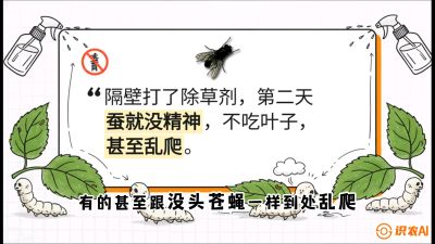 第05节：养蚕人的&ldquo;排雷战&rdquo;&mdash;&mdash;除草剂的生死禁忌，课程：《桑海淘金：桑树高产与蚕桑安全进阶实战课》