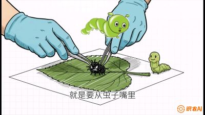第07节：虫口夺叶（下）&mdash;&mdash;不得不打药时的&ldquo;解毒术&rdquo;，课程：《桑海淘金：桑树高产与蚕桑安全进阶实战课》