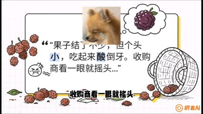 第10节：甜蜜的科学&mdash;&mdash;膨大、增甜与转色，课程：《桑海淘金：桑树高产与蚕桑安全进阶实战课》