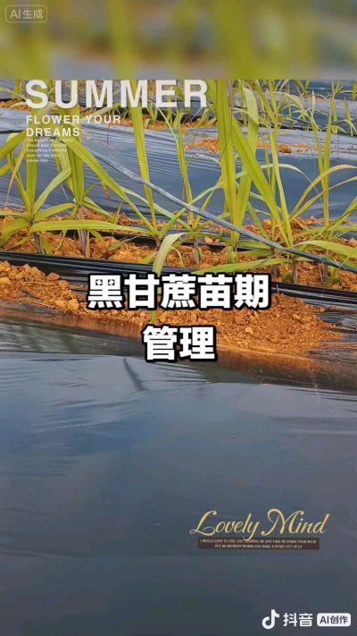 2025年11月份种下去的黑甘蔗苗