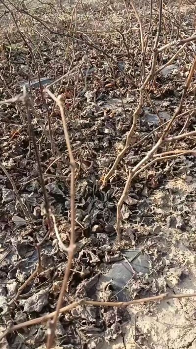 出售巨峰葡萄苗。药用连翘苗，科研五号优质种苗，2/5年苗，药用连翘树，挂果树，全国包邮到家！财富密码18534302961