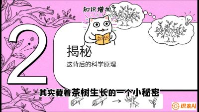 第04节（修剪篇）：树势复活术：从&ldquo;越剪越弱&rdquo;到&ldquo;枝繁叶茂&rdquo;的能量管理与夏秋茶逆袭，课程：《茶金时代：从&ldquo;看天吃饭&rdquo;到&ldquo;精准控局&rdquo;的茶叶高产提质实战课》