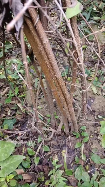 出售药用连翘苗，科研五号优质种苗，2/5年苗，药用连翘树，挂果树，全国包邮到家！财富密码18534302961出售药用连翘苗，科研五号优质种苗，2/5年苗，药用连翘树，挂果树，全国包邮到家！财富密码1