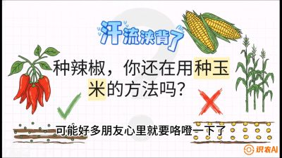 第1节：【品种定江山】工业辣椒vs小米辣：底肥公式与密度陷阱的&ldquo;百万生意经&rdquo;，课程：《辣椒种植实战特训营，从工业辣椒到精品小米辣，教你如何把&ldquo;草&rdquo;种成&ldquo;金&rdquo;》