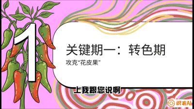 第8节：【小米辣线椒专场】颜值即正义！防花皮、防炭疽，打造收购商抢着要的&ldquo;精品果&rdquo;，课程：《辣椒种植实战特训营，从工业辣椒到精品小米辣，教你如何把&ldquo;草&rdquo;种成&ldquo;金&rdquo;》