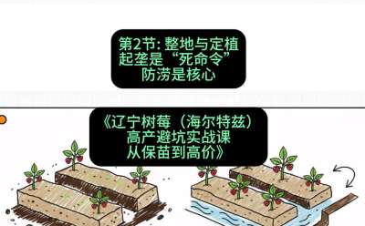 第二节： 整地与定植&mdash;&mdash;起垄是&ldquo;死命令&rdquo;，防涝是核心，课程：《辽宁树莓（海尔特兹）高产避坑实战课：从保苗到高价》