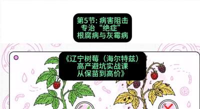 第五节： 病害阻击&mdash;&mdash;专治&ldquo;绝症&rdquo;根腐病与灰霉病，课程：《辽宁树莓（海尔特兹）高产避坑实战课：从保苗到高价》