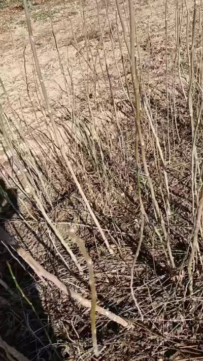 出售臭椿苗，巨峰葡萄苗。药用连翘苗，科研五号优质种苗，2/5年苗，药用连翘树，挂果树，全国包邮到家！财富密码18534302961