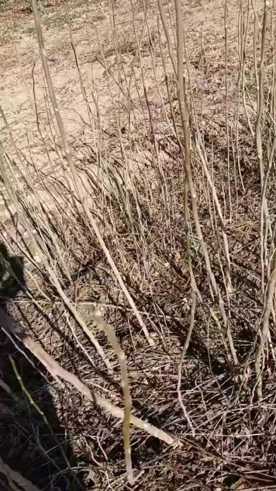 出售臭椿苗，巨峰葡萄苗。药用连翘苗，科研五号优质种苗，2/5年苗，药用连翘树，挂果树，全国包邮到家！财富密码18534302961