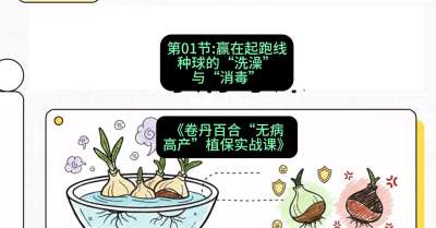 第01节：赢在起跑线&mdash;&mdash;种球的&ldquo;洗澡&rdquo;与&ldquo;消毒&rdquo;，课程：《卷丹百合&ldquo;无病高产&rdquo;植保实战课》#识农AI