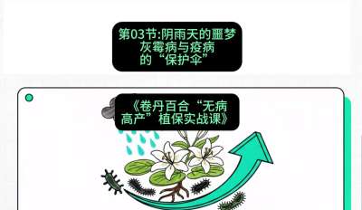 第03节：阴雨天的噩梦&mdash;&mdash;灰霉病与疫病的&ldquo;保护伞&rdquo;，课程：《卷丹百合&ldquo;无病高产&rdquo;植保实战课》#识农AI