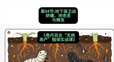 第04节：地下保卫战&mdash;&mdash;蛴螬、地老虎与螨虫 ，课程：《卷丹百合&ldquo;无病高产&rdquo;植保实战课》#识农AI