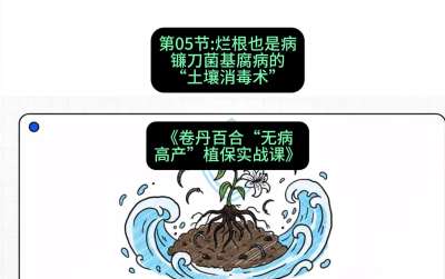 第05节：烂根也是病&mdash;&mdash;镰刀菌基腐病的&ldquo;土壤消毒术&rdquo; ，课程：《卷丹百合&ldquo;无病高产&rdquo;植保实战课》#识农AI