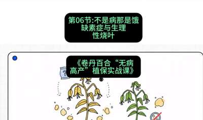 第06节：不是病那是饿&mdash;&mdash;缺素症与生理性烧叶 ，课程：《卷丹百合&ldquo;无病高产&rdquo;植保实战课》#识农AI