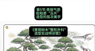 第05节：贵族气质&mdash;&mdash;松柏类&ldquo;云片&rdquo;造型的层次美学，课程：《景观树木&ldquo;整形外科&rdquo;造型实战特训营》#识农AI