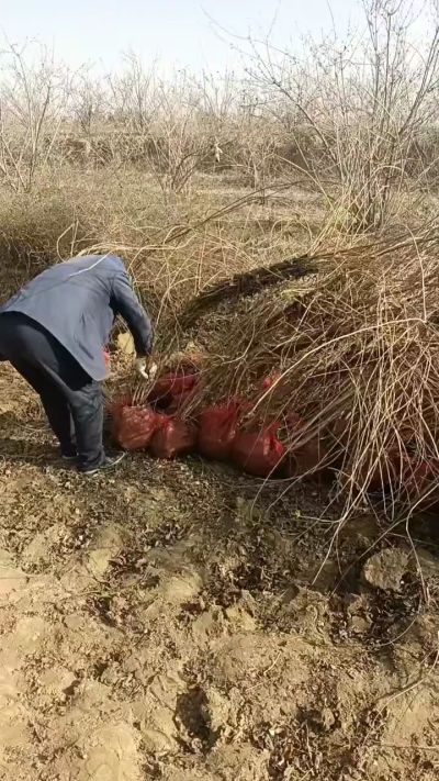 出售药用连翘苗，科研五号优质种苗，2/5年苗，药用连翘树，挂果树，全国包邮到家！财富密码18534302961出售药用连翘苗，科研五号优质种苗，2/5年苗，药用连翘树，挂果树，全国包邮到家！财富密码1
