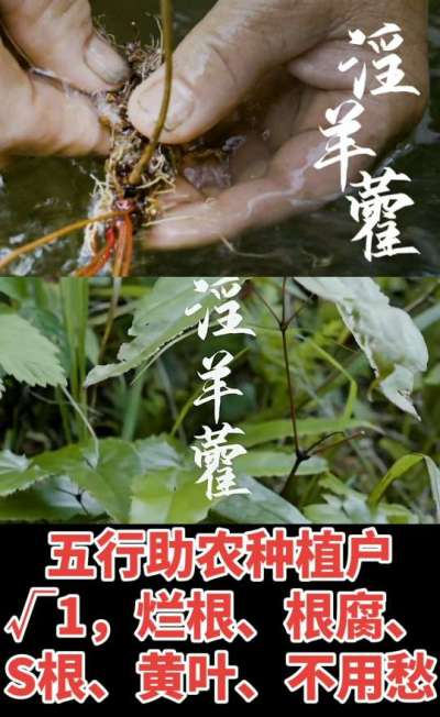 177，1907，0725，V 同号
1  老乡们！种淫羊藿不用乱买肥，咱这款专用肥，针对淫羊藿习性配的，壮苗防烂根，采收多卖钱，用过都回头！
2  咱种淫羊藿图的就是省心高产！专用肥薄肥勤施，苗不烧