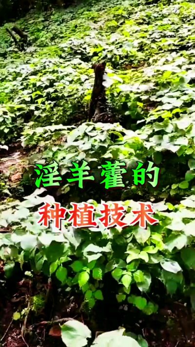揭秘&ldquo;仙草&rdquo;淫羊藿的种植密码！耐严寒耐贫瘠，林下套种不占耕地，管理简单还能套种其他作物，一亩地的投入两亩地的收益～ 想返乡创业的赶紧码住！ #淫羊藿种植技术 #返乡创业项目 #药材种植指南 #农业新风