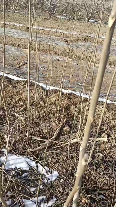 臭椿苗，一年苗，需要联系我，全国包邮到家。18534302961