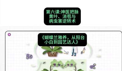 第六节：神医把脉：黄叶、消苞与病虫害逆转术，课程：《蝴蝶兰雅养六讲：从阳台小白到园艺达人》#识农AI