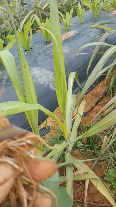黑甘蔗种植下去，三个月。第一次追肥，