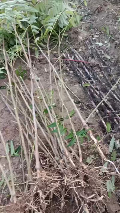 出售臭椿苗，巨峰葡萄苗。药用连翘苗，科研五号优质种苗，2/5年苗，药用连翘树，挂果树，全国包邮到家！财富密码18534302961