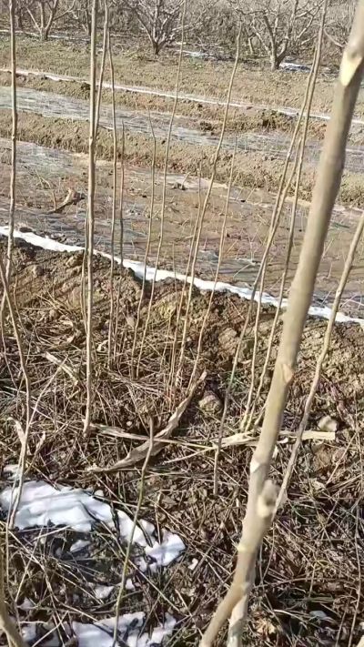 出售臭椿苗，巨峰葡萄苗。药用连翘苗，科研五号优质种苗，2/5年苗，药用连翘树，挂果树，全国包邮到家！财富密码18534302961