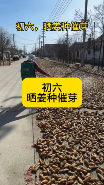 大年初六，晒姜种催芽
