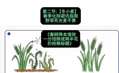 第二节：【冬小麦】春季化除避坑指南，野草死光麦不黄