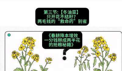 第三节：【冬油菜】只开花不结籽？两毛钱的&ldquo;救命药&rdquo;别省