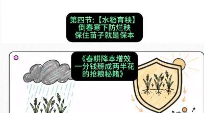 第四节：【水稻育秧】倒春寒下防烂秧，保住苗子就是保本