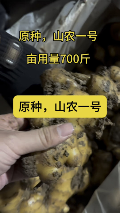 原种，山农一号