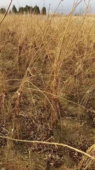 出售药用连翘苗，科研五号优质种苗，2/5年苗，药用连翘树，挂果树，全国包邮到家！财富密码18534302961出售药用连翘苗，科研五号优质种苗，2/5年苗，药用连翘树，挂果树，全国包邮到家！财富密码1