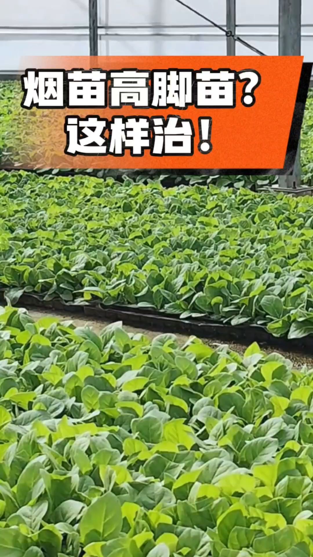 烤烟齐苗期管理关键：精准控温，防高脚苗，培育壮苗好上手！